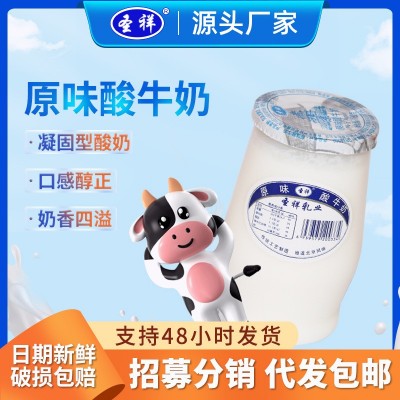 圣祥原味酸奶批发180g*12罐 老北京酸奶凝固型风味发酵乳酸牛奶