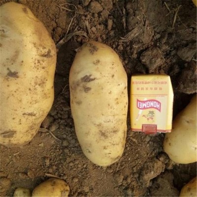 马铃薯 保鲜土豆 基地长期供货代销 农家现挖现卖 新鲜蔬菜